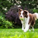 Köpeklerde Irka Göre Egzersiz İhtiyacı Ve Evde Oyun Fikirleri