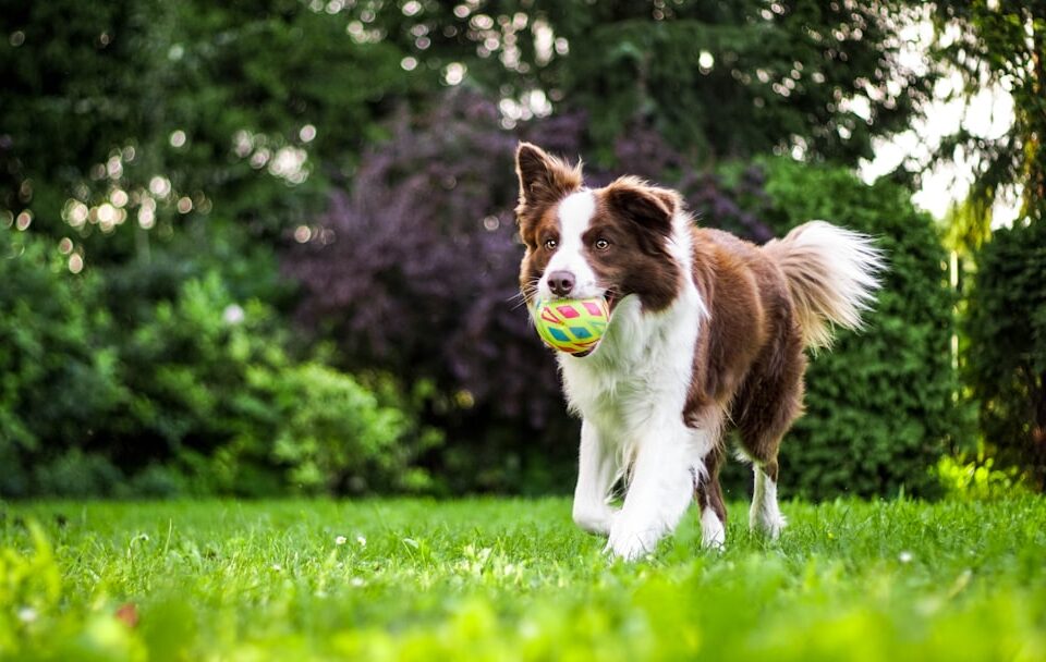 Köpeklerde Irka Göre Egzersiz İhtiyacı Ve Evde Oyun Fikirleri