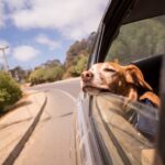 Arabada Köpek Seyahati: Köpek Arabaya Ve Taşıma Kafesine Nasıl Alıştırılır?