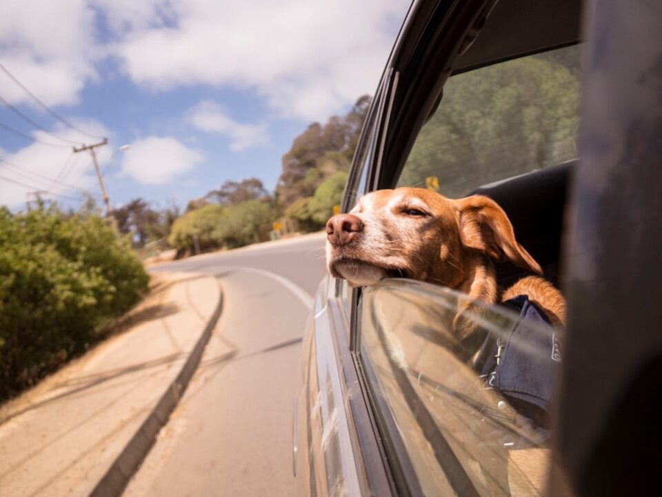 Arabada Köpek Seyahati: Köpek Arabaya Ve Taşıma Kafesine Nasıl Alıştırılır?