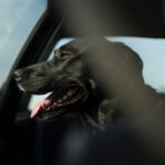 Köpeğin Koltuk ve Eşyaları Kemirme Alışkanlığı Nasıl Engel olunur?