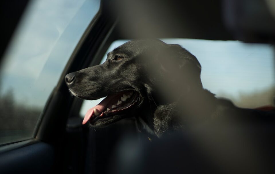Köpeğin Koltuk ve Eşyaları Kemirme Alışkanlığı Nasıl Engel olunur?