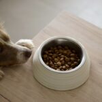 Kısırlaştırılan Köpek Bakımı Ve Beslenmesi Nasıl Yapılmalı?
