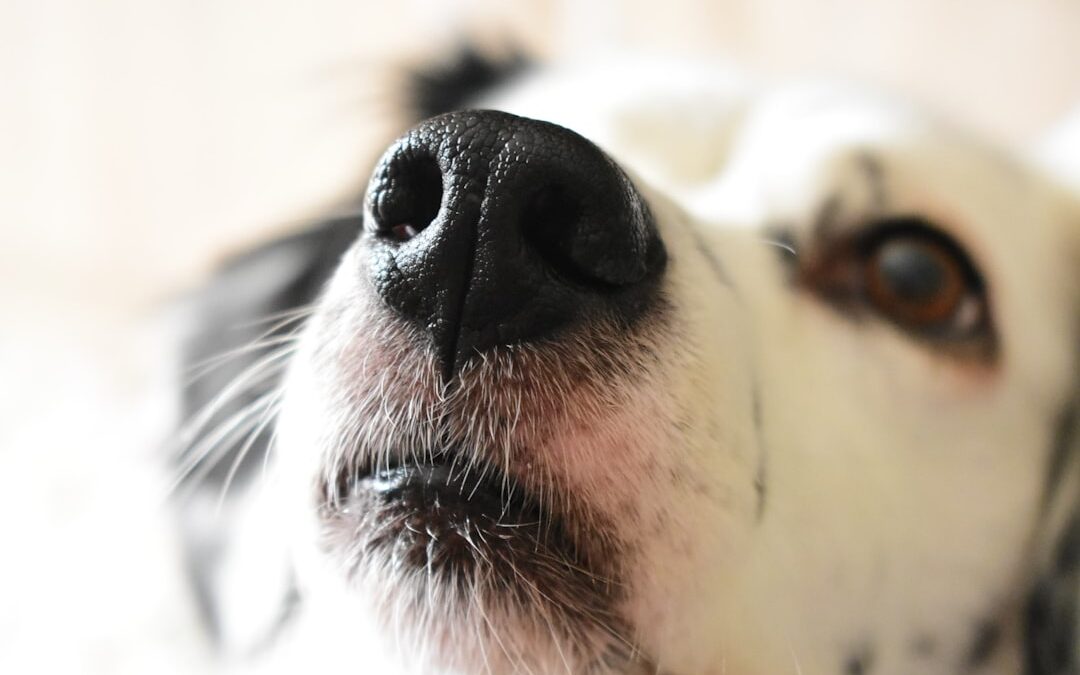 Köpeğin Burnunun Kuru Olması Arıza İşareti Midir? Ne Zaman Veterinere Gidilmeli?