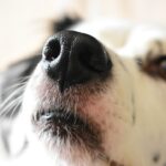 Köpeğin Burnunun Kuru Olması Arıza İşareti Midir? Ne Zaman Veterinere Gidilmeli?