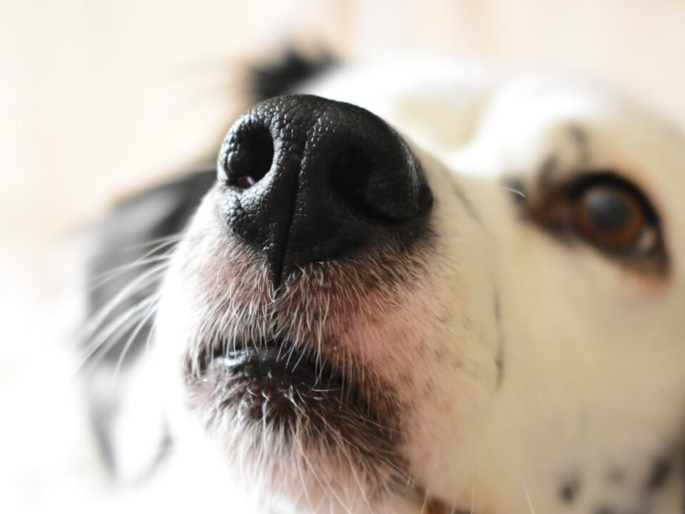Köpeğin Burnunun Kuru Olması Arıza İşareti Midir? Ne Zaman Veterinere Gidilmeli?