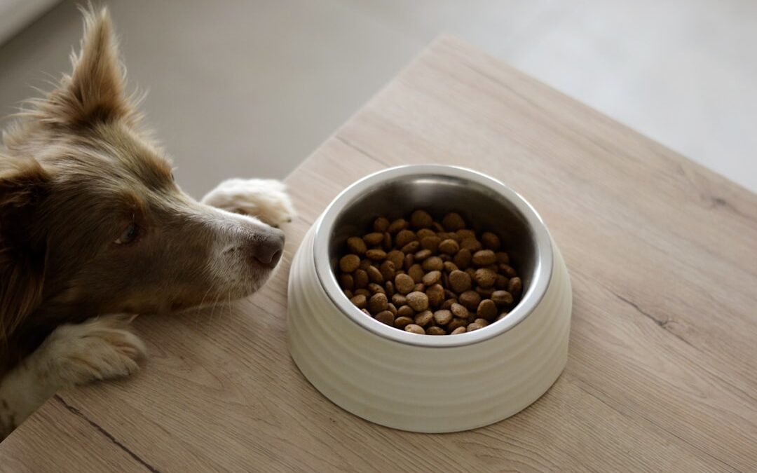 Köpek Maması Seçimi Nasıl Yapılır? İçerik Okuma Rehberi
