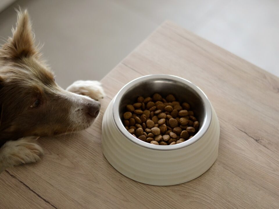 Köpek Maması Seçimi Nasıl Yapılır? İçerik Okuma Rehberi