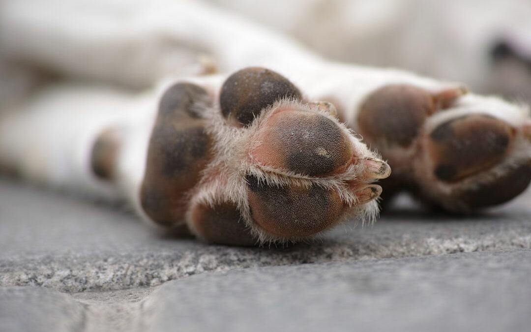 Kışın Ve Sıcak Yaz Aylarında Köpek Patisi Bakımı Nasıl Yapılır?