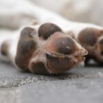 Kışın Ve Sıcak Yaz Aylarında Köpek Patisi Bakımı Nasıl Yapılır?