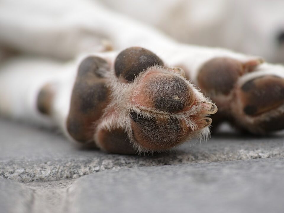 Kışın Ve Sıcak Yaz Aylarında Köpek Patisi Bakımı Nasıl Yapılır?