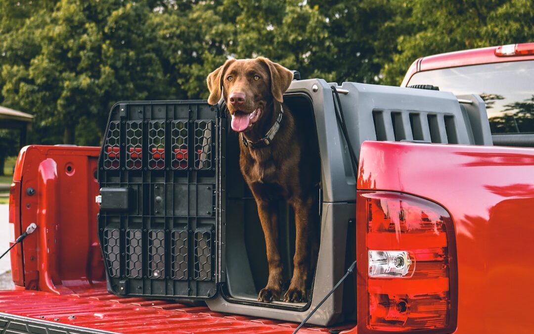 Köpek Kulübesi Veya Yatağı Evde Nasıl Yapılır?