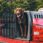 Köpek Kulübesi Veya Yatağı Evde Nasıl Yapılır?