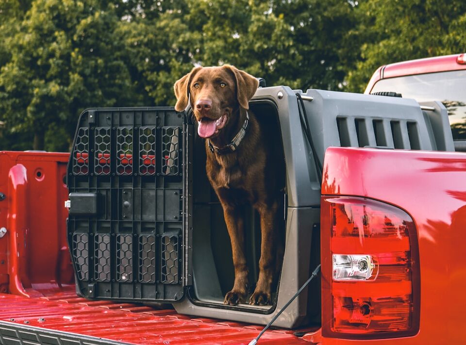 Köpek Kulübesi Veya Yatağı Evde Nasıl Yapılır?