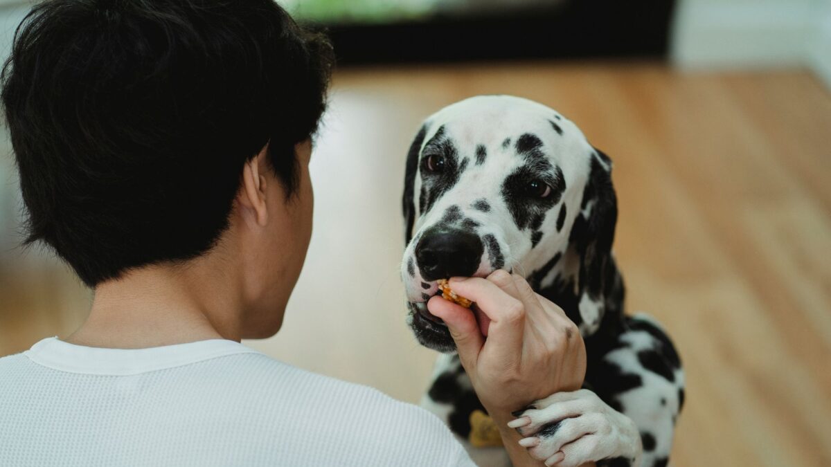 Evde Doğal Veyahut Kuru Mama Yanına Sağlıklı Köpek Ödül Maması Yapımı