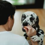 Evde Doğal Veyahut Kuru Mama Yanına Sağlıklı Köpek Ödül Maması Yapımı