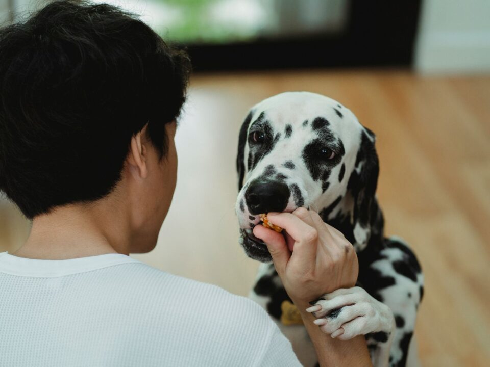 Evde Doğal Veyahut Kuru Mama Yanına Sağlıklı Köpek Ödül Maması Yapımı