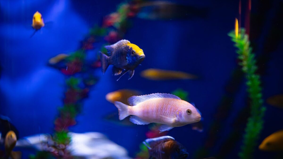 Bitkili Akvaryum (Aquascaping) Tasarımı Nasıl Yapılır?