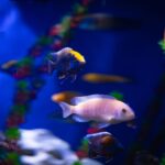 Bitkili Akvaryum (Aquascaping) Tasarımı Nasıl Yapılır?