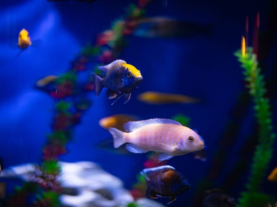 Bitkili Akvaryum (Aquascaping) Tasarımı Nasıl Yapılır?