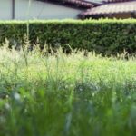 Bahçe Çimleri Nasıl Ekilir ve Bakımı Nasıl Yapılır?