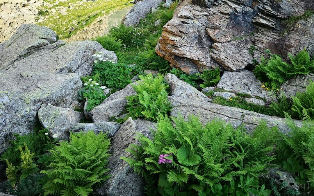 Bahçede Kaya Bahçesi (Alpin Bahçe) Nasıl Yapılır?