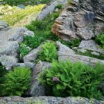 Bahçede Kaya Bahçesi (Alpin Bahçe) Nasıl Yapılır?