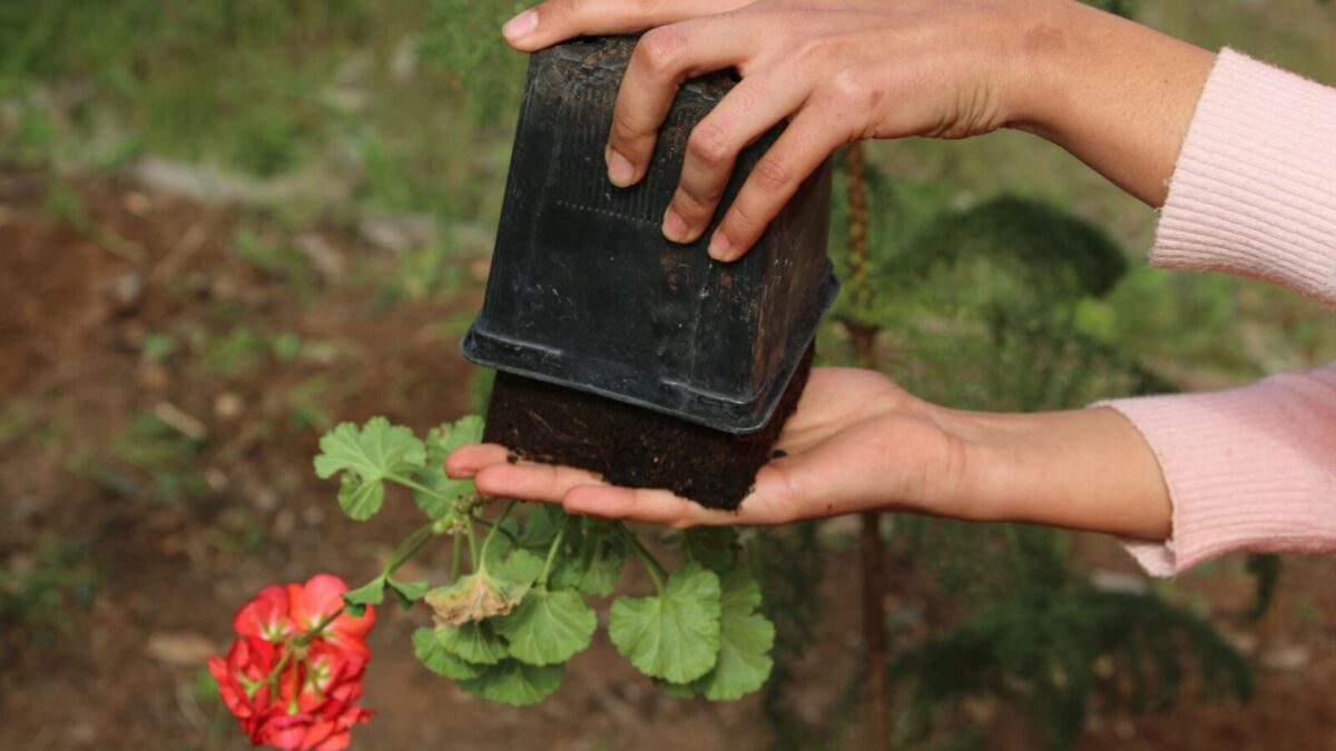 Sardunya Çiçeği Bakımı ve Sürgünle Çoğaltılması Nasıl Yapılır?