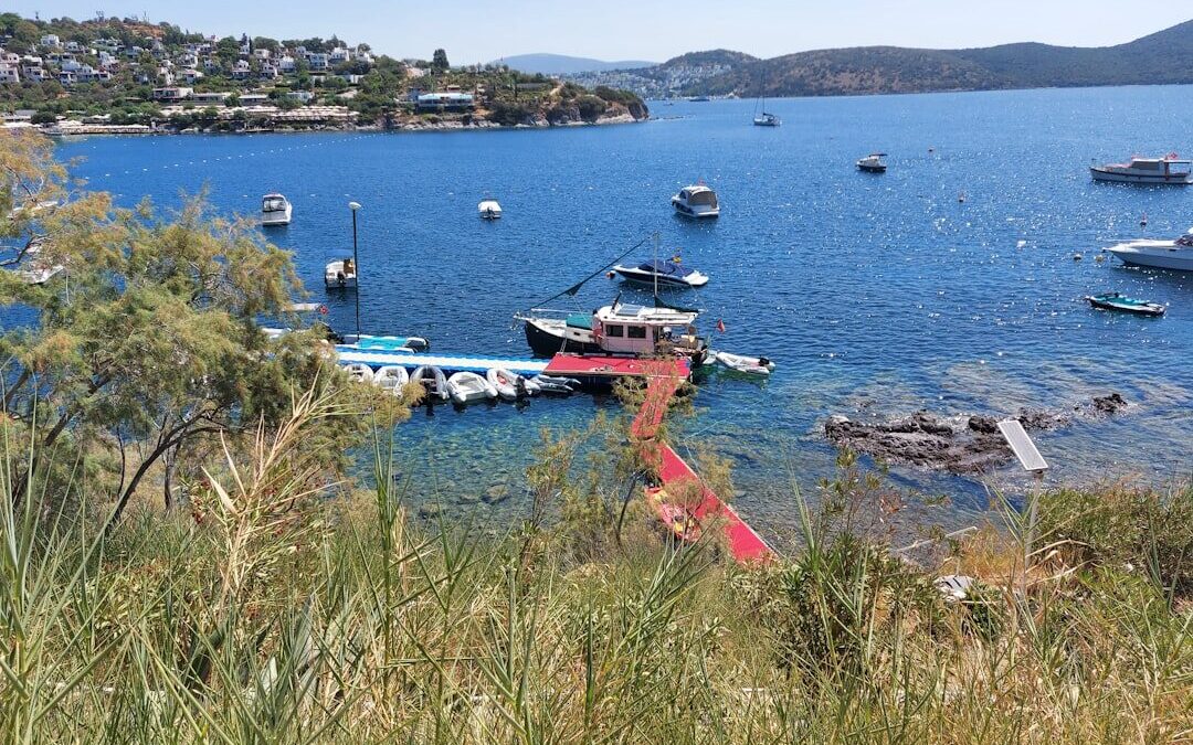 Bodrum Papatyası ve Ceylan Ertesi Bakımı Nasıl Yapılır?