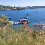 Bodrum Papatyası ve Ceylan Ertesi Bakımı Nasıl Yapılır?