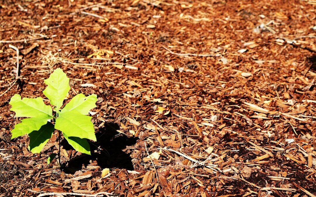 Bahçede Malçlama (Mulching) Nedir ve Nasıl Yapılır?