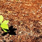 Bahçede Malçlama (Mulching) Nedir ve Nasıl Yapılır?