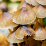 Bahçede Mantar Yetiştiriciliği: İstridye Mantarı Nasıl Büyütülür?