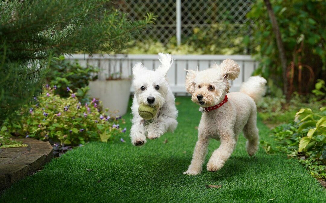 Evcil Hayvan Dostu Bahçe Tasarımı Nasıl Yapılır? (Köpek ve Kedi İçin Güvenli Alanlar)