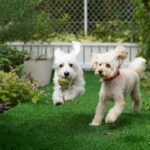 Evcil Hayvan Dostu Bahçe Tasarımı Nasıl Yapılır? (Köpek ve Kedi İçin Güvenli Alanlar)