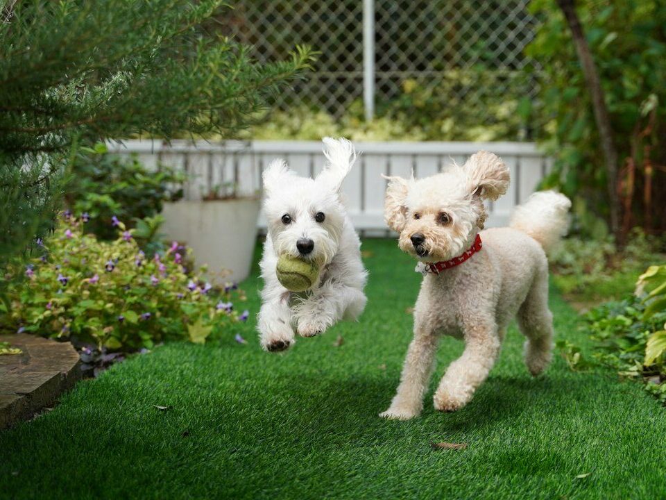 Evcil Hayvan Dostu Bahçe Tasarımı Nasıl Yapılır? (Köpek ve Kedi İçin Güvenli Alanlar)